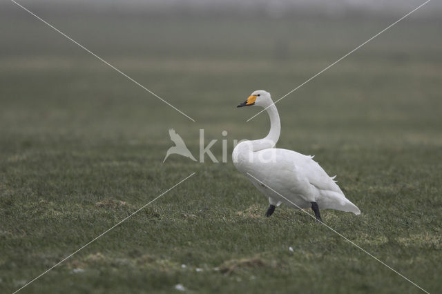 Wilde Zwaan (Cygnus cygnus)