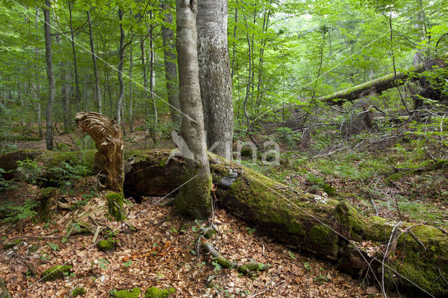 Wildnisgebiet Dürrenstein