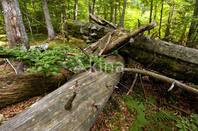 Wildnisgebiet Dürrenstein