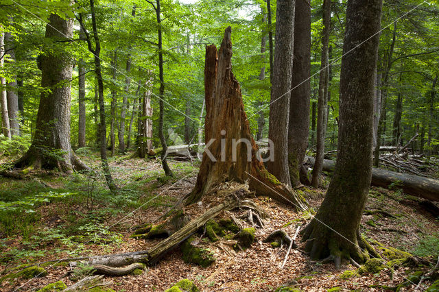 Wildnisgebiet Dürrenstein