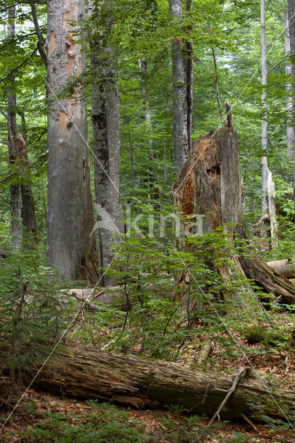 Wildnisgebiet Dürrenstein