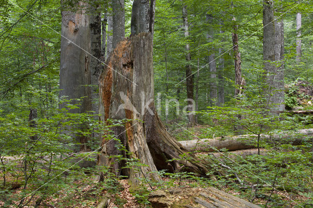 Wildnisgebiet Dürrenstein