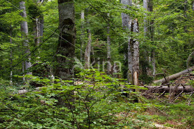 Wildnisgebiet Dürrenstein