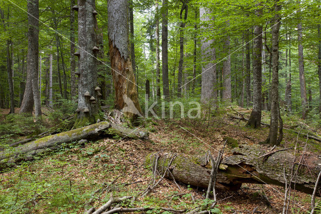 Wildnisgebiet Dürrenstein