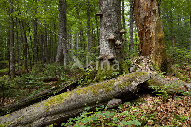 Wildnisgebiet Dürrenstein