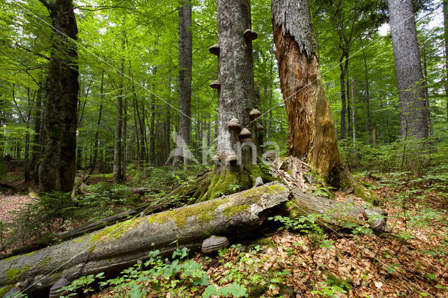 Wildnisgebiet Dürrenstein