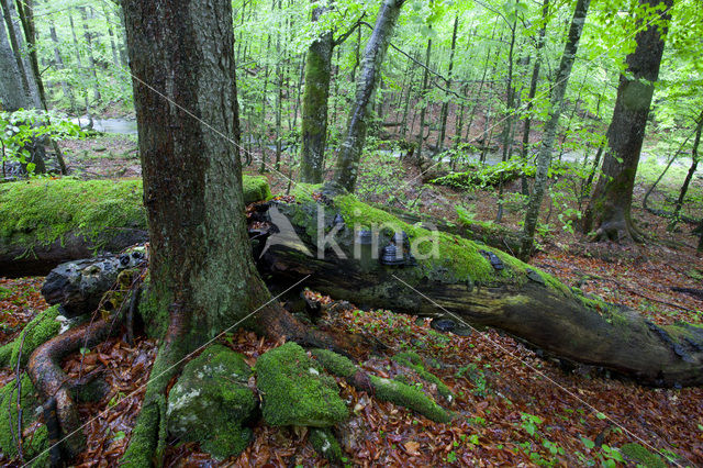 Wildnisgebiet Dürrenstein