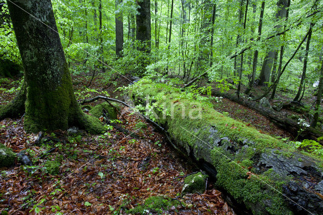 Wildnisgebiet Dürrenstein