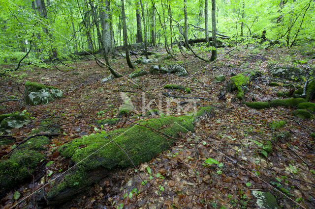 Wildnisgebiet Dürrenstein