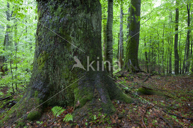 Wildnisgebiet Dürrenstein