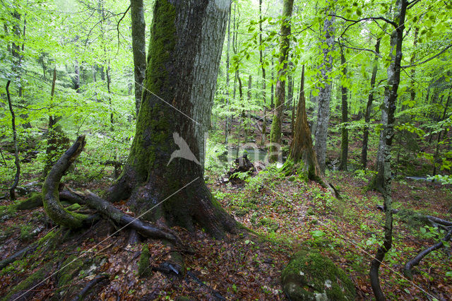 Wildnisgebiet Dürrenstein