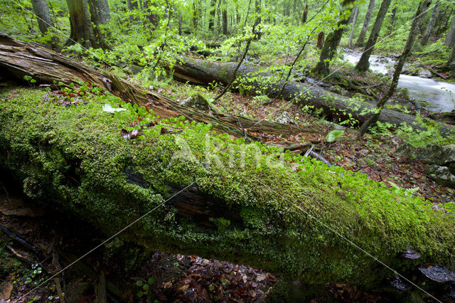 Wildnisgebiet Dürrenstein