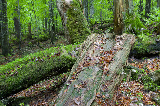 Wildnisgebiet Dürrenstein