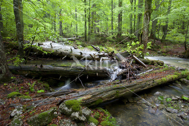 Wildnisgebiet Dürrenstein