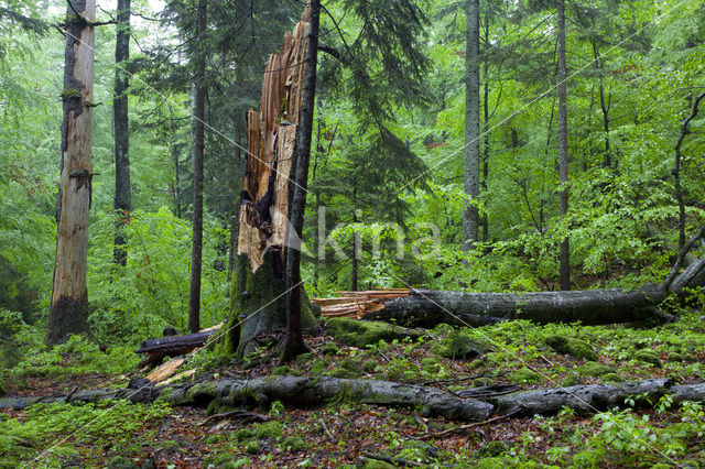 Wildnisgebiet Dürrenstein