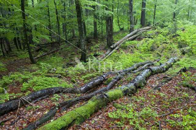 Wildnisgebiet Dürrenstein