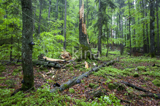 Wildnisgebiet Dürrenstein