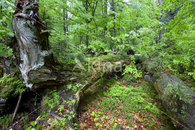 Wildnisgebiet Dürrenstein