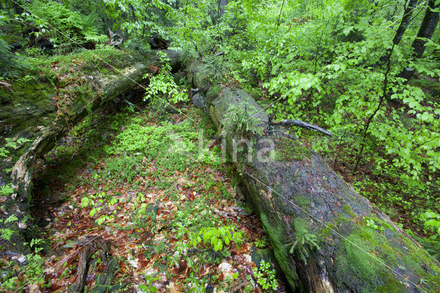 Wildnisgebiet Dürrenstein