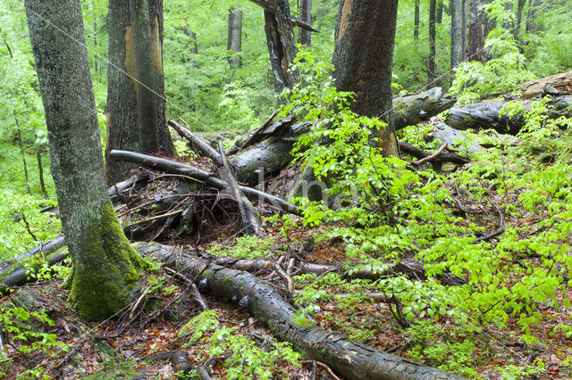 Wildnisgebiet Dürrenstein