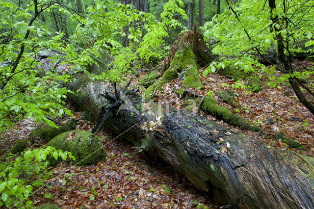 Wildnisgebiet Dürrenstein