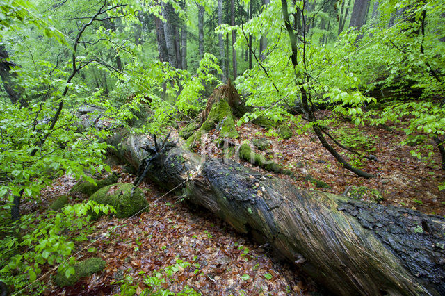 Wildnisgebiet Dürrenstein