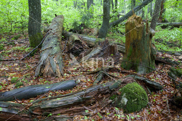 Wildnisgebiet Dürrenstein