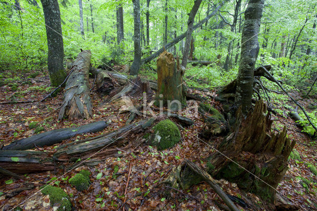 Wildnisgebiet Dürrenstein