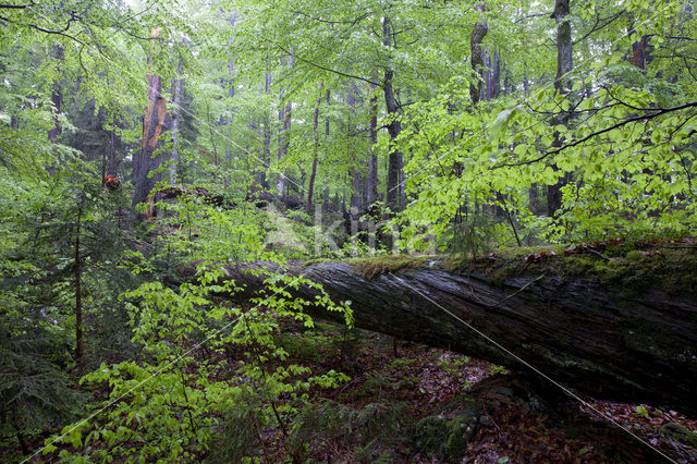 Wildnisgebiet Dürrenstein