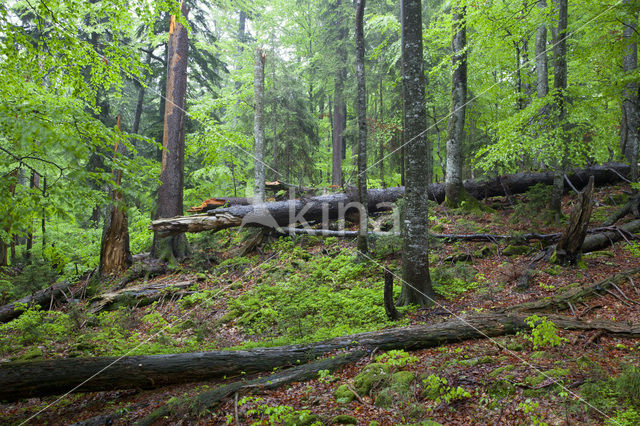 Wildnisgebiet Dürrenstein