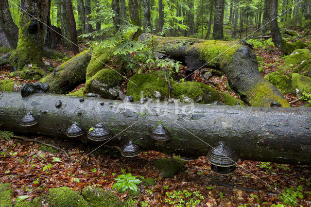 Wildnisgebiet Dürrenstein