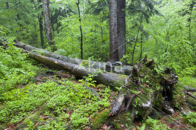 Wildnisgebiet Dürrenstein