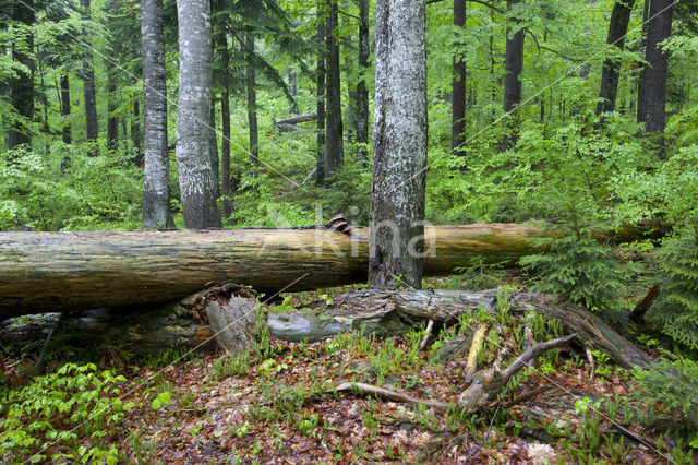 Wildnisgebiet Dürrenstein