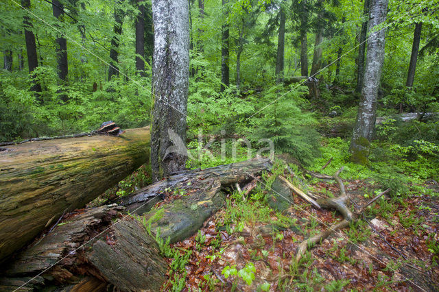 Wildnisgebiet Dürrenstein