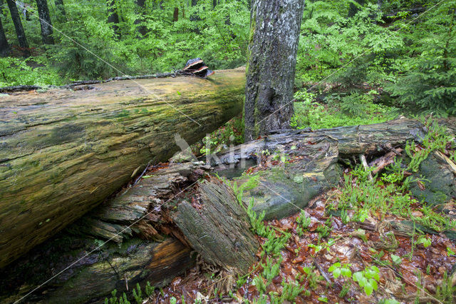 Wildnisgebiet Dürrenstein