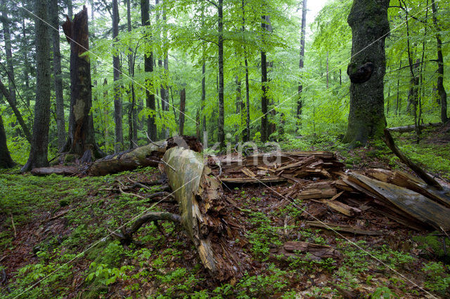 Wildnisgebiet Dürrenstein