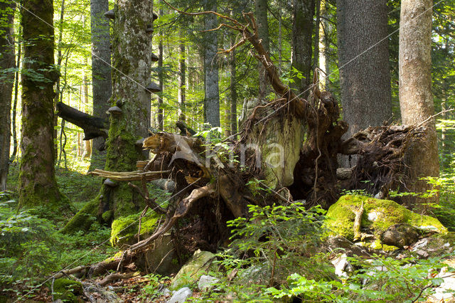 Wildnisgebiet Dürrenstein