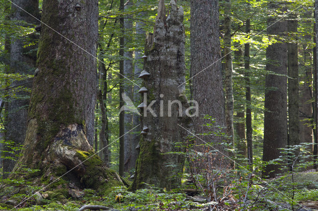 Wildnisgebiet Dürrenstein