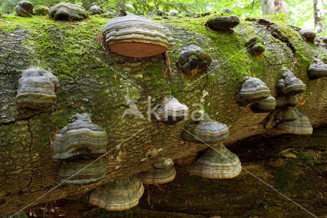 Wildnisgebiet Dürrenstein