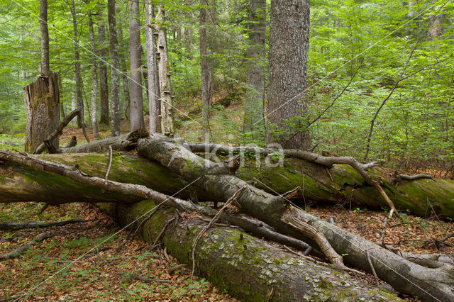 Wildnisgebiet Dürrenstein