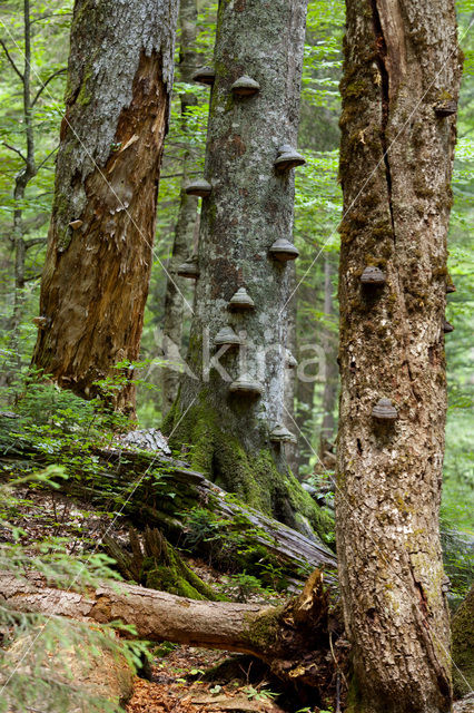 Wildnisgebiet Dürrenstein