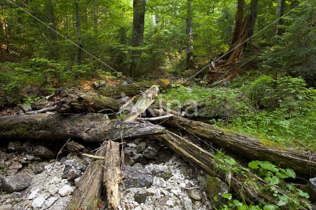 Wildnisgebiet Dürrenstein