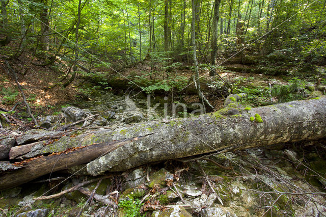 Wildnisgebiet Dürrenstein