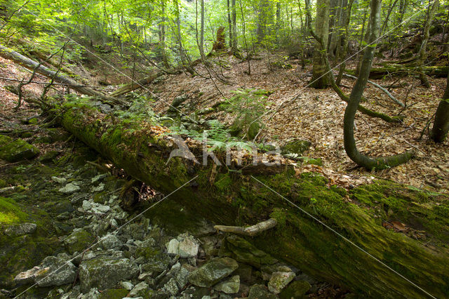 Wildnisgebiet Dürrenstein