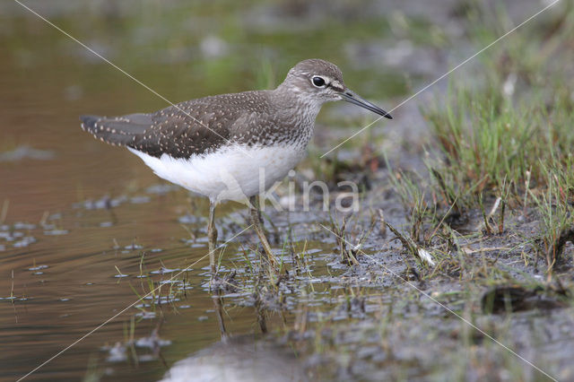 Witgatje (Tringa ochropus)