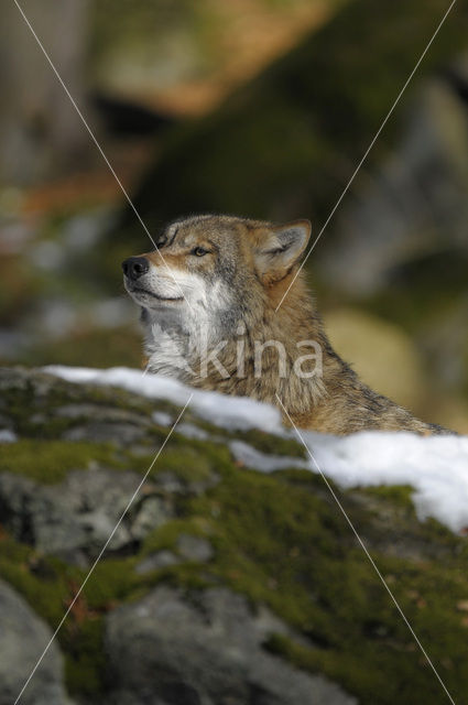 Grey Wolf (Canis lupus)