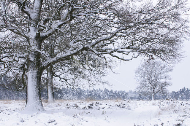 Zomereik (Quercus robur)