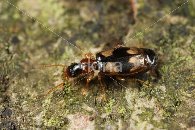 Zuidelijke Schorsloper (Calodromius bifasciatus)