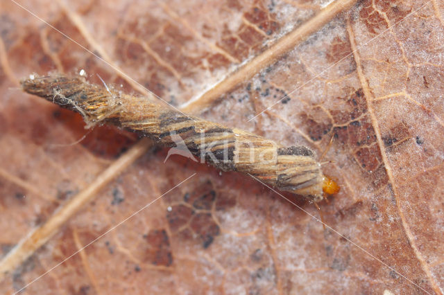 Adicella reducta