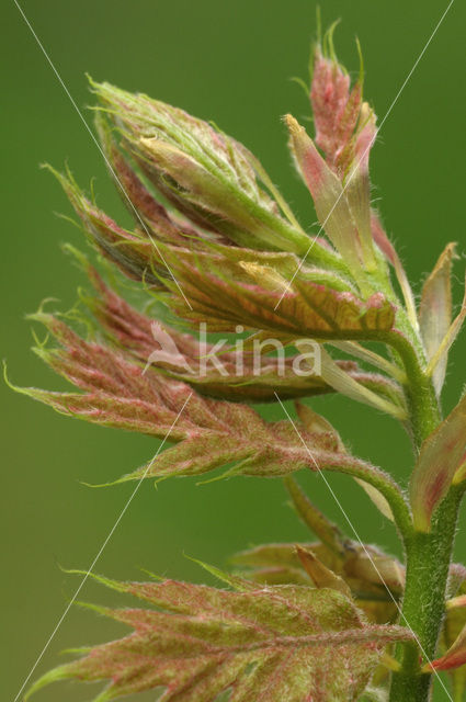 Amerikaanse eik (Quercus rubra)